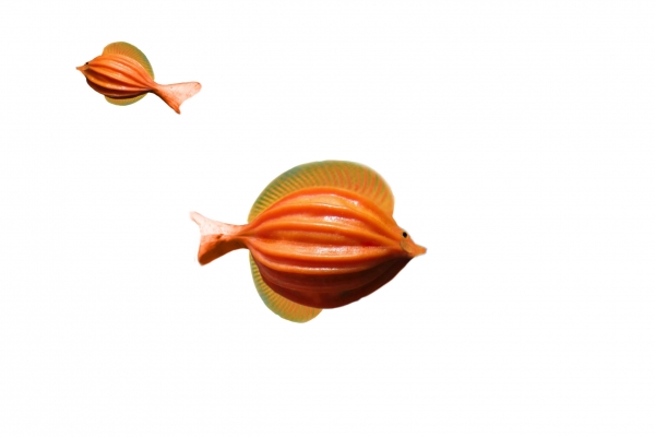 Creation of Pod Fish: Step 4